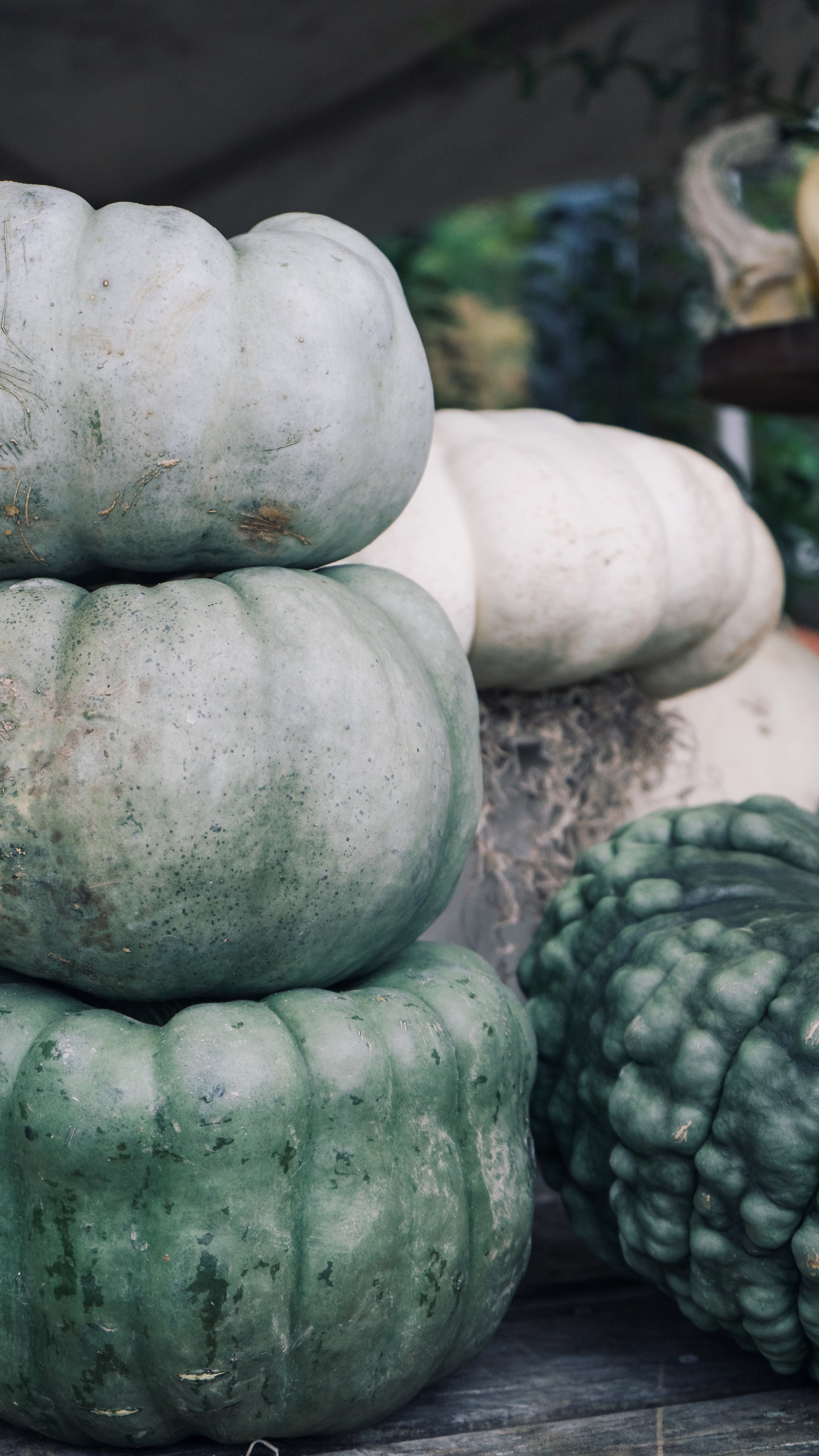 pumpkin days are here — Wilson Plant Co